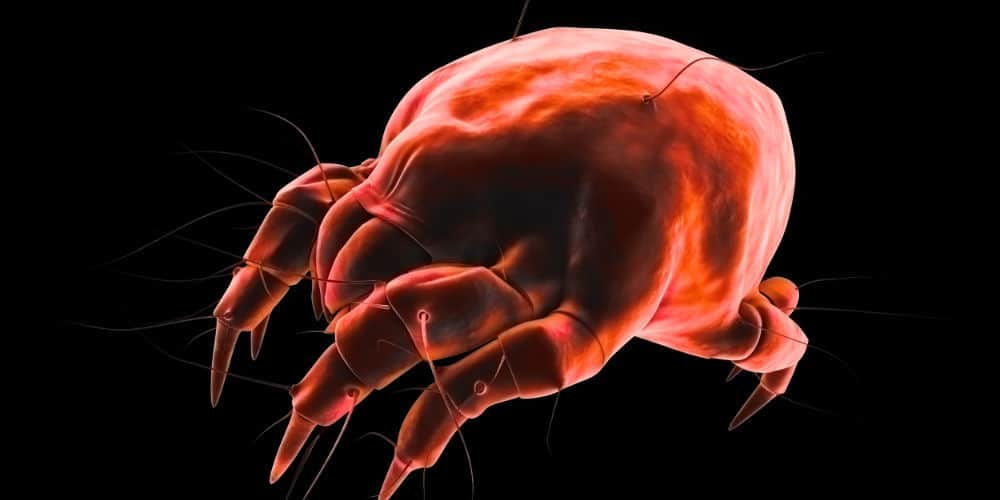 Is Dust Really Dangerous? Learn the Whole Truth About Dust